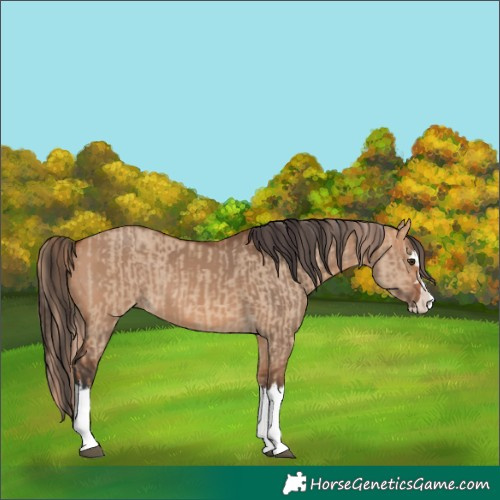 Horse Color:Red Dun Splash and Bay Dun Splash