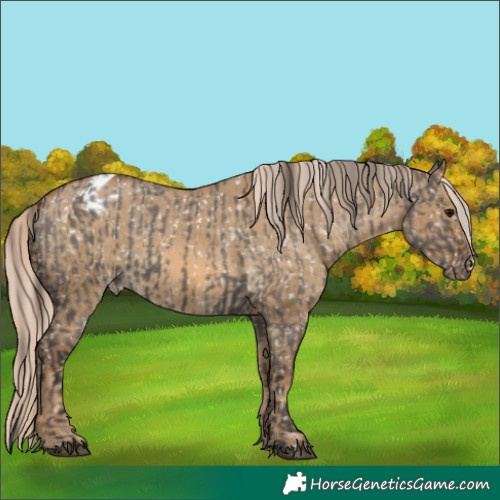 Horse Color:Smoky Grullo Appaloosa  and Chocolate Palomino Dun Appaloosa 