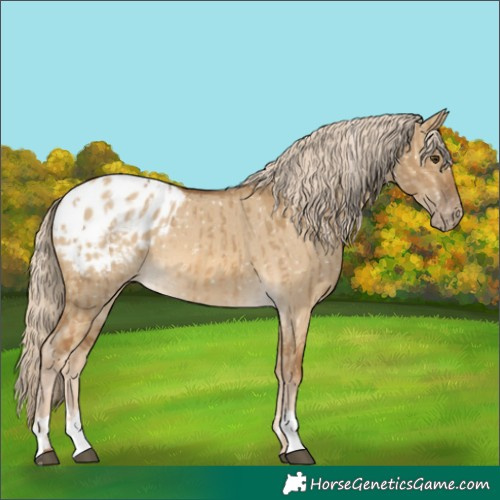 Horse Color:Chocolate Palomino Dun Appaloosa and Chocolate Palomino Dun Appaloosa