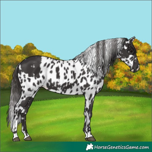 Horse Color:Smoky Black  and Smoky Black Appaloosa 