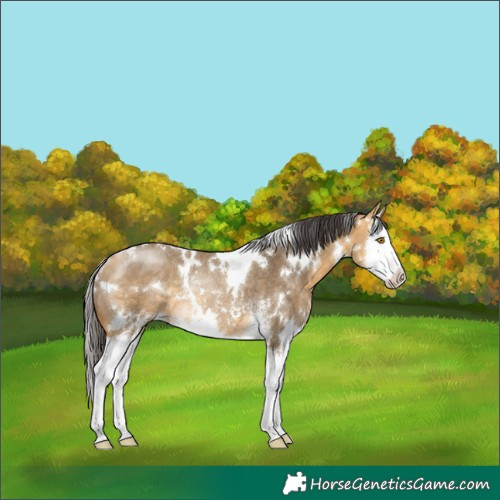 Horse Color:White Spotted Buckskin Dun Sabino Splash Rabicano