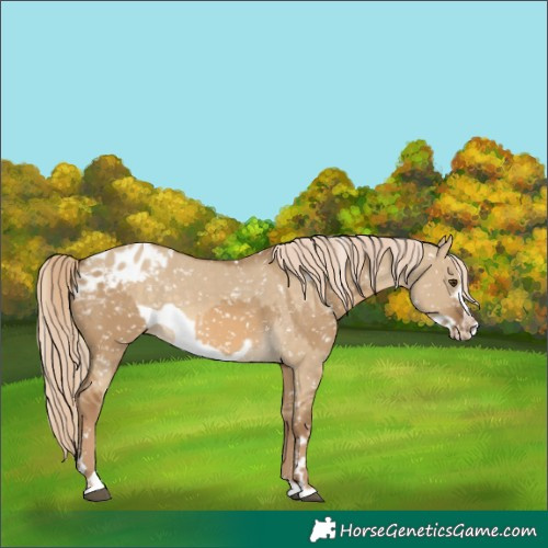 Horse Color:Chocolate Palomino Dun Appaloosa  and Chocolate Palomino Dun Frame Appaloosa 