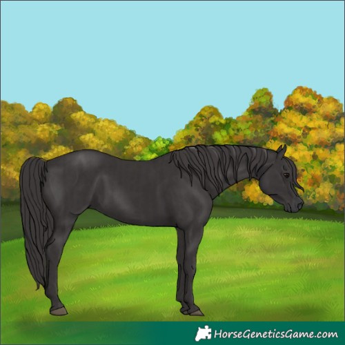 Horse Color:Smoky Black and Smoky Black