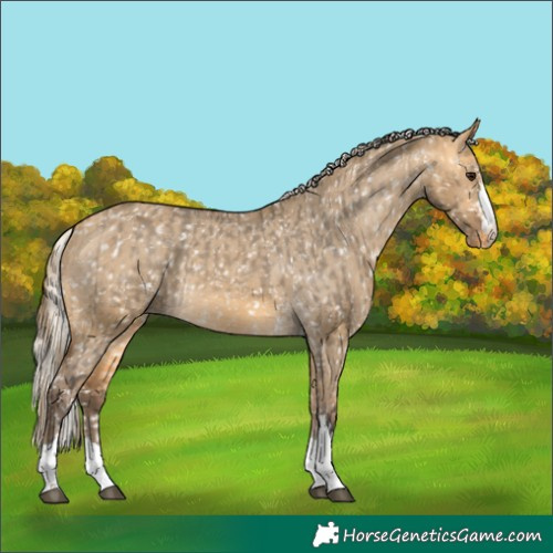 Horse Color:Buckskin Dun Appaloosa  and Silver Buckskin Dun Appaloosa 