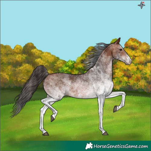 Horse Color:Unknown 
