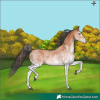 Horse Color:Unknown