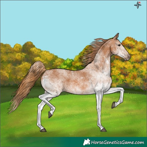 Horse Color:Unknown 