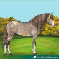 Horse Color:Buckskin Dun Blanket  and Buckskin Dun Blanket 