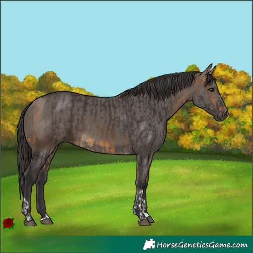 Horse Color:Buckskin Tobiano  and Smoky Grullo 