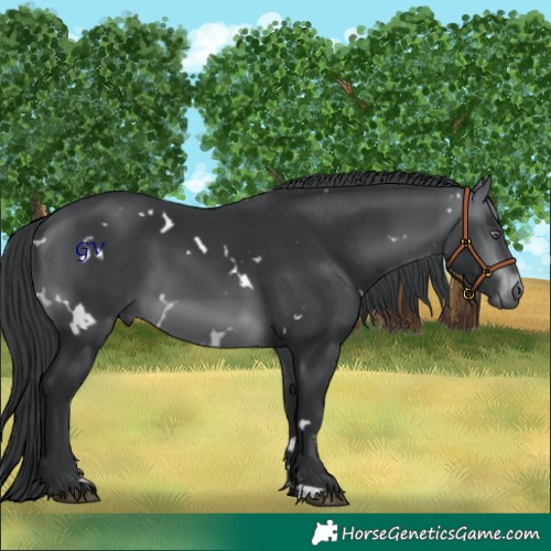 Horse Color:White Spotted Brown Chinchilla 