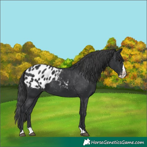 Horse Color:Black Splash Appaloosa 