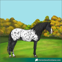 Horse Color:Black Splash Near Leopard 