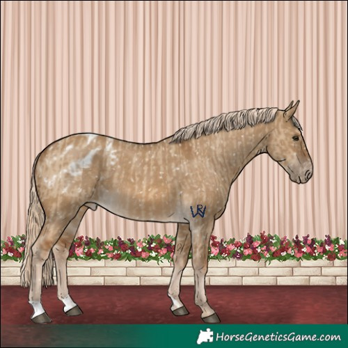 Horse Color:Chocolate Palomino Dun Appaloosa and Chocolate Palomino Dun Appaloosa