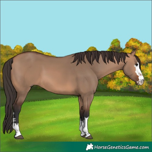 Horse Color:Bay Dun 