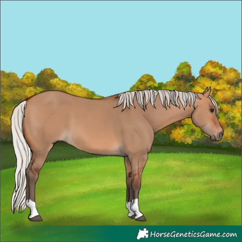 Horse Color:Silver Bay Dun 