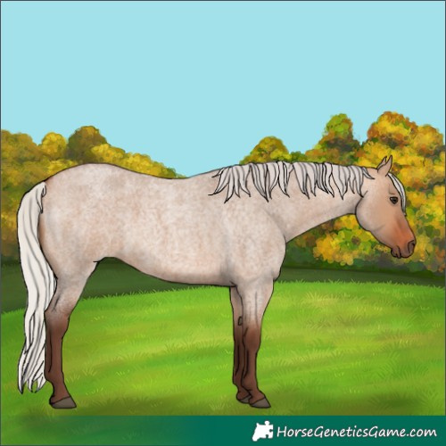 Horse Color:Silver Bay Roan Dun