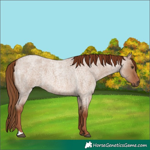 Horse Color:Red Dun Roan 