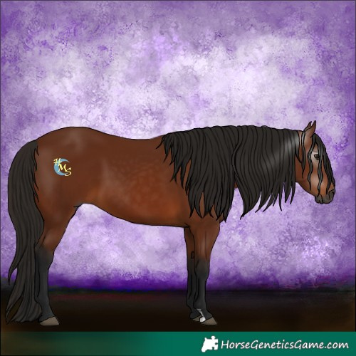 Horse Color:Gray Bay 