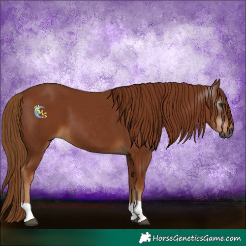 Horse Color:Gray Chestnut