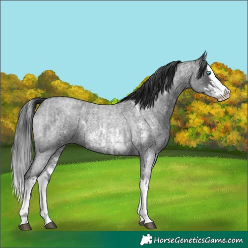 Horse Color:Blue Roan Sabino Splash  and Blue Roan Sabino Splash 