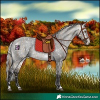Horse Color:Buckskin Dun Mushroom Appaloosa and Buckskin Chinchilla Dun Mushroom Appaloosa