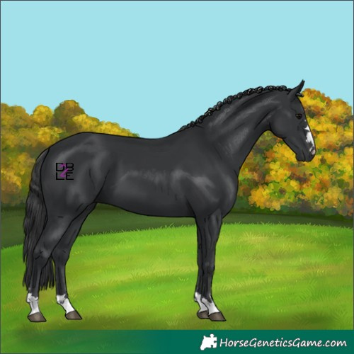 Horse Color:Black and Black