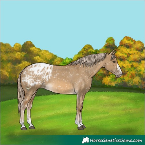Horse Color:Chocolate Palomino Dun Appaloosa  and Chocolate Palomino Dun Appaloosa 