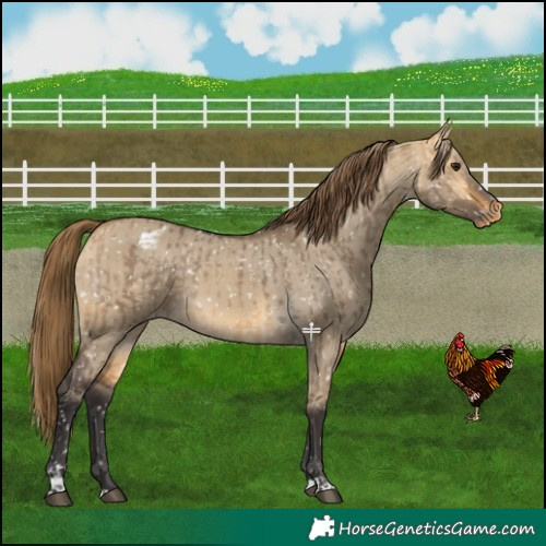 Horse Color:Buckskin Dun Appaloosa and Buckskin Dun Appaloosa