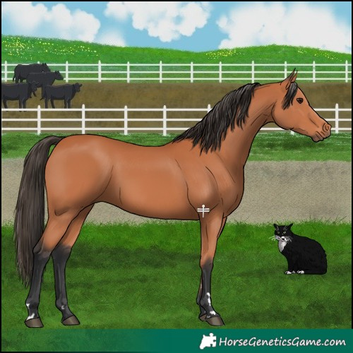 Horse Color:Bay Rabicano 