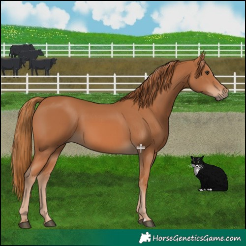 Horse Color:Chestnut Rabicano 