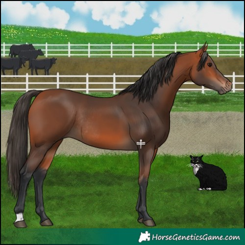 Horse Color:Bay Rabicano