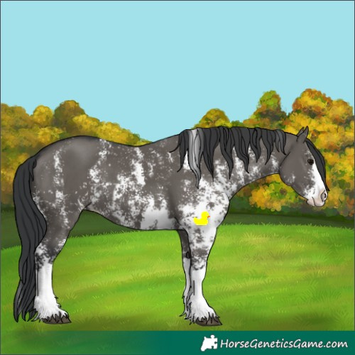 Horse Color:Grullo Sabino Splash and Grullo Sabino Splash