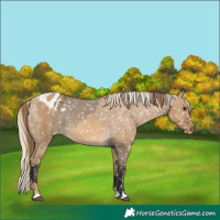 Horse Color:Buckskin Dun Appaloosa and Chocolate Palomino Dun Appaloosa