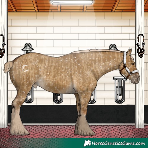 Horse Color:Chocolate Palomino Dun Appaloosa and Chocolate Palomino Dun Appaloosa