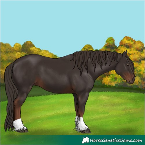 Horse Color:Liver Chestnut 