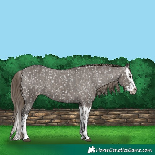 Horse Color:Smoky Grullo Appaloosa  and Smoky Grullo Splash Appaloosa 