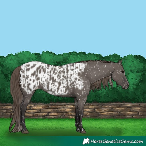 Horse Color:Smoky Grullo Appaloosa  and Smoky Grullo Appaloosa 
