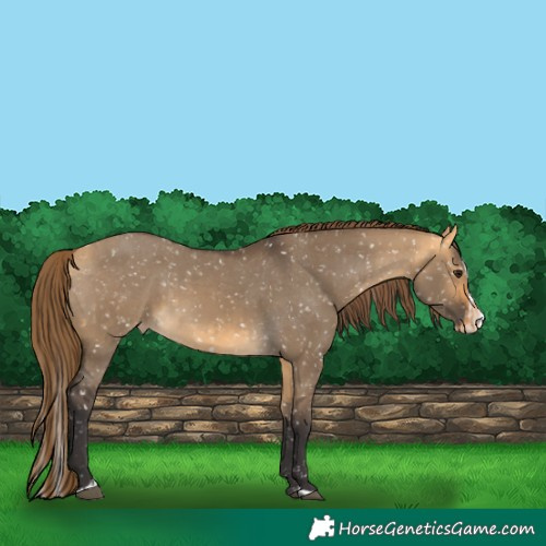 Horse Color:Buckskin Dun Appaloosa and Buckskin Dun Splash Appaloosa