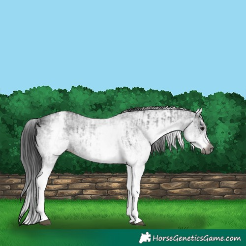 Horse Color:Gray White Spotted Black and Gray White Spotted Black Splash