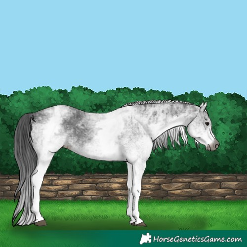 Horse Color:Gray White Spotted Black  and Gray White Spotted Black 