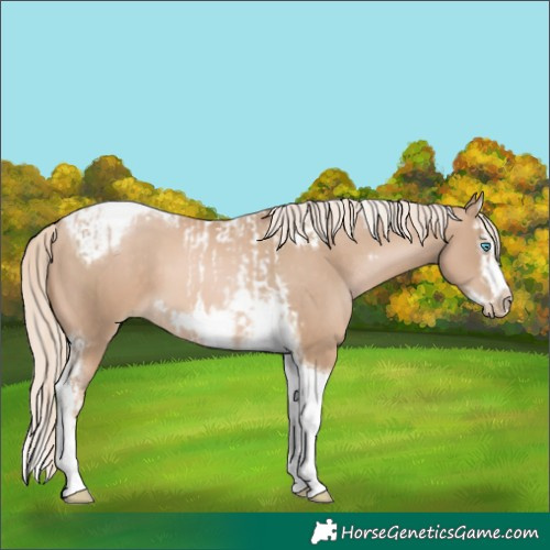 Horse Color:Chocolate Palomino Pearl Tobiano Frame  and Chocolate Palomino Pearl Splash Tobiano Frame 