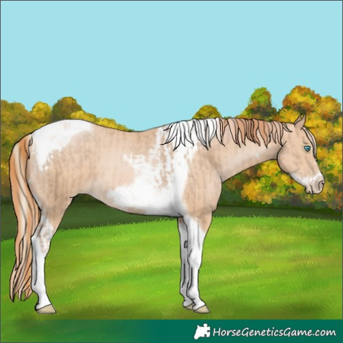 Horse Color:Chocolate Palomino Pearl Tobiano Frame  and Buckskin Pearl Tobiano Frame 