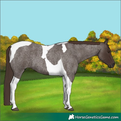 Horse Color:Liver Red Roan Tobiano