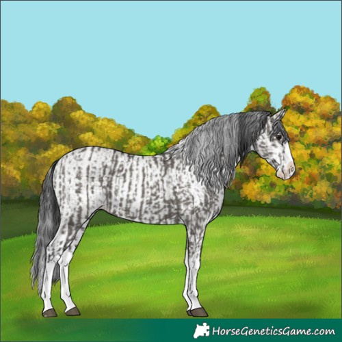 Horse Color:Grullo Sabino Splash and White Spotted Grullo Sabino Splash