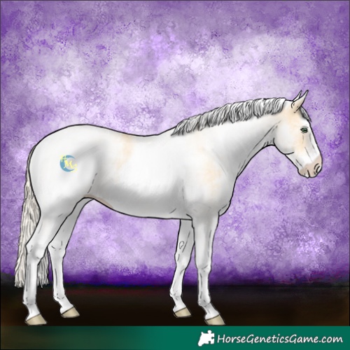 Horse Color:White Spotted Gold Cream Champagne