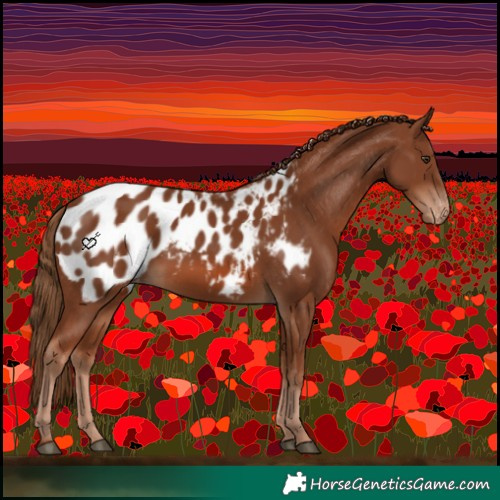 Horse Color:Chestnut Near Leopard