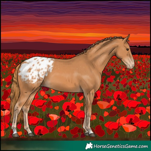 Horse Color:Chestnut Blanket 
