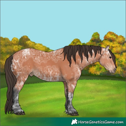 Horse Color:Unknown