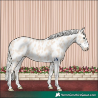 Horse Color:Cremello Appaloosa