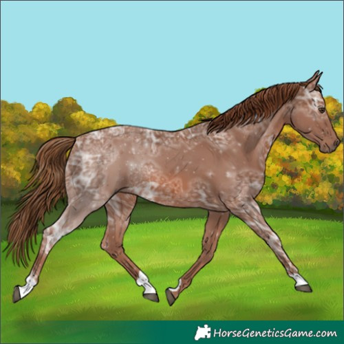 Horse Color:Chestnut Ice
